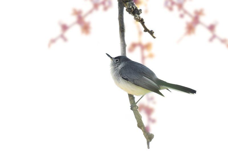 polioptilidae, птицы, дикая природа, комароловка По японским мотивам фото превью