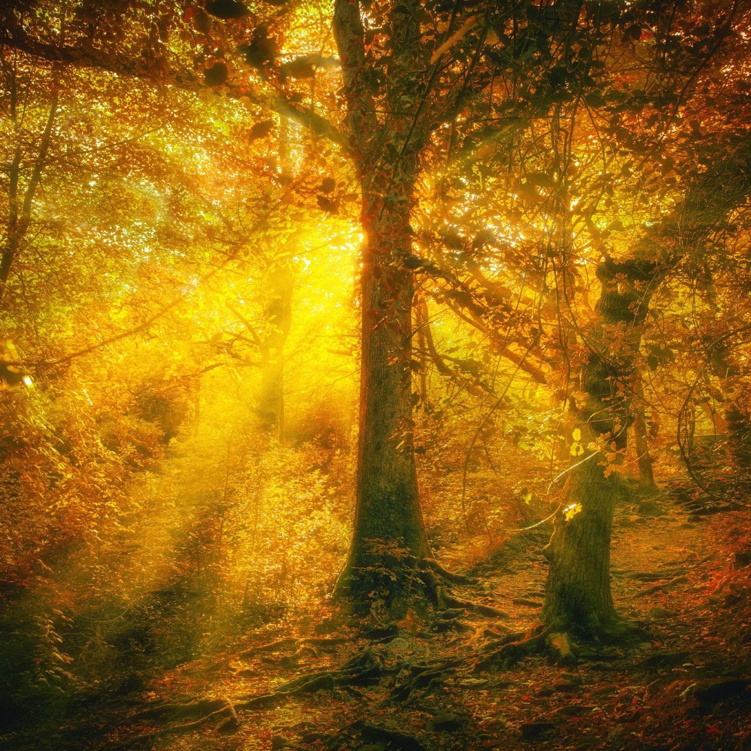 , Рашид Хайданов