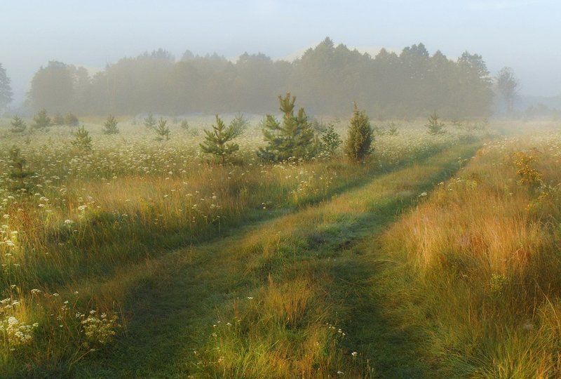 неман, луг, утро, солнце, туман На лугах Немана фото превью