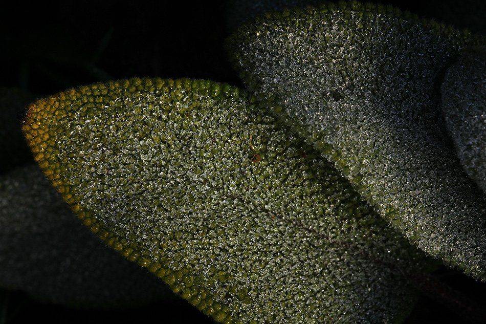 , Иваненко Светлана