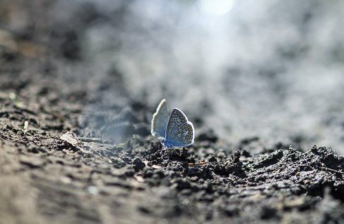 как в тумане