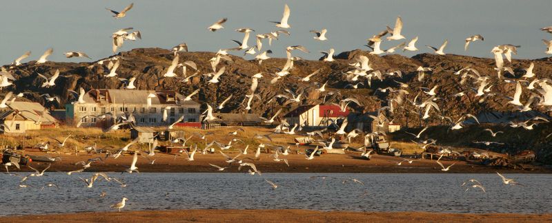 Териберка, чайки Рыбное место фото превью