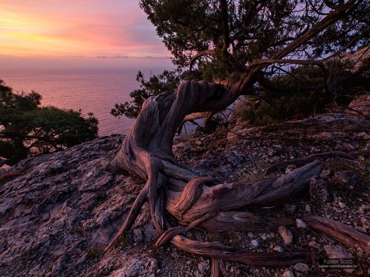 можжевельник, крым, новый свет, Kaiser Sozo