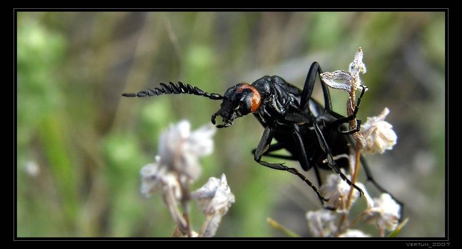 жук, Игорь Глушко