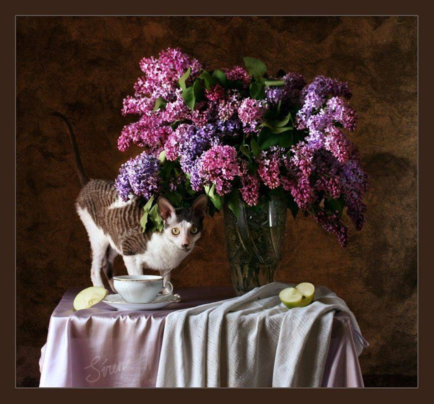 кошка и сирень, Siren