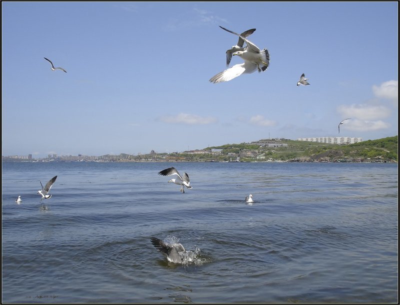 Лето-пришло фото превью