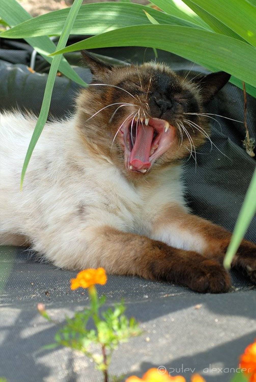 жара,кот,дача, Александр Путев