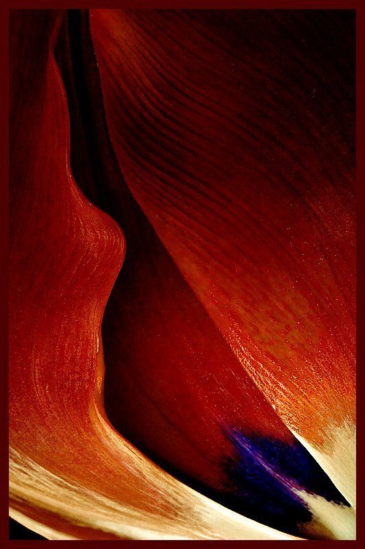 макро,цветы, ассоциации Цветы красноречия фото превью