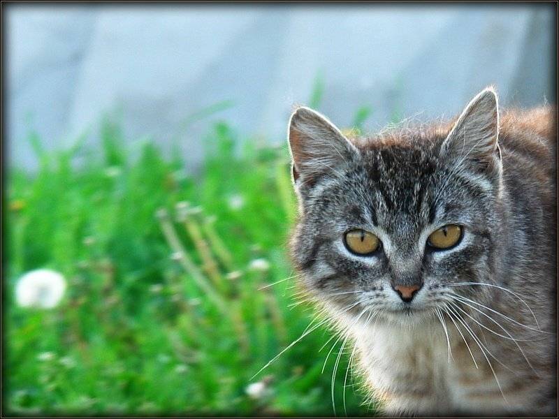 одуванчики кот, senjor