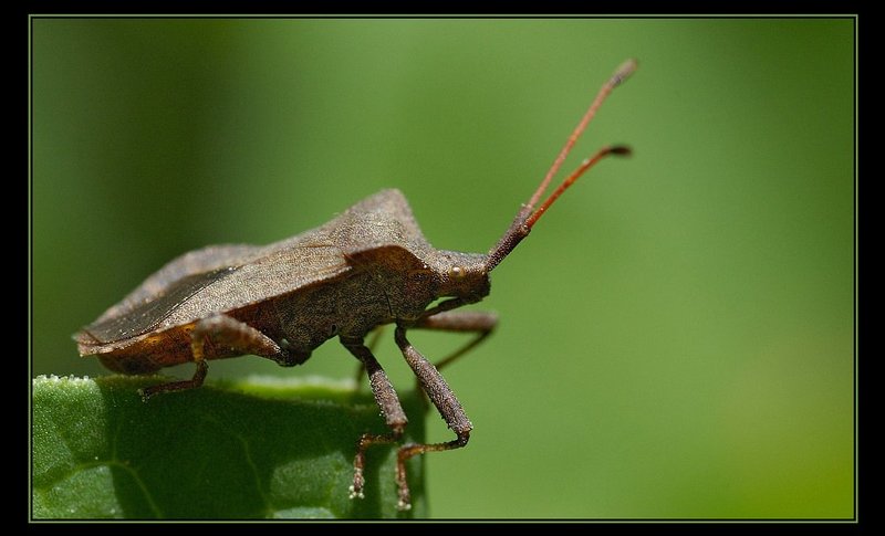 клоп Вонючка :)) фото превью