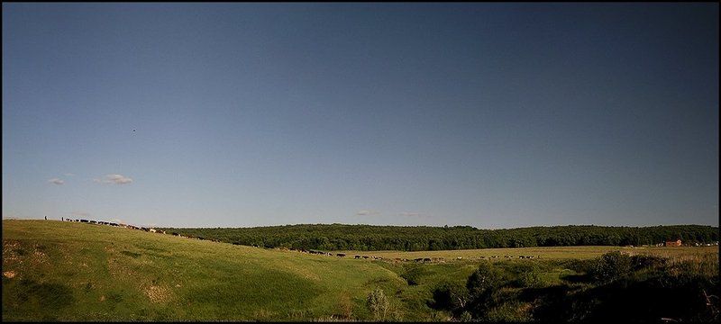 тридцать, три, коровы Пастушечья фото превью