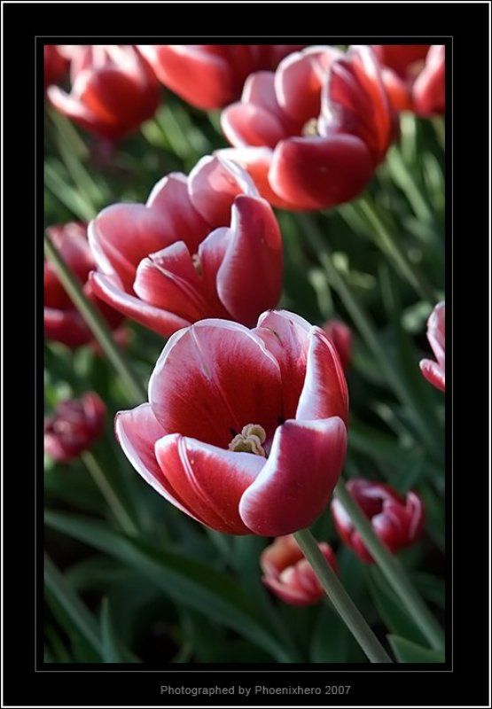 Один-из-многих... фото превью