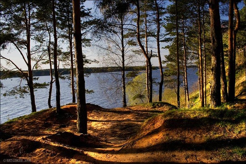 лес, вода, солнце Лес. Вода фото превью