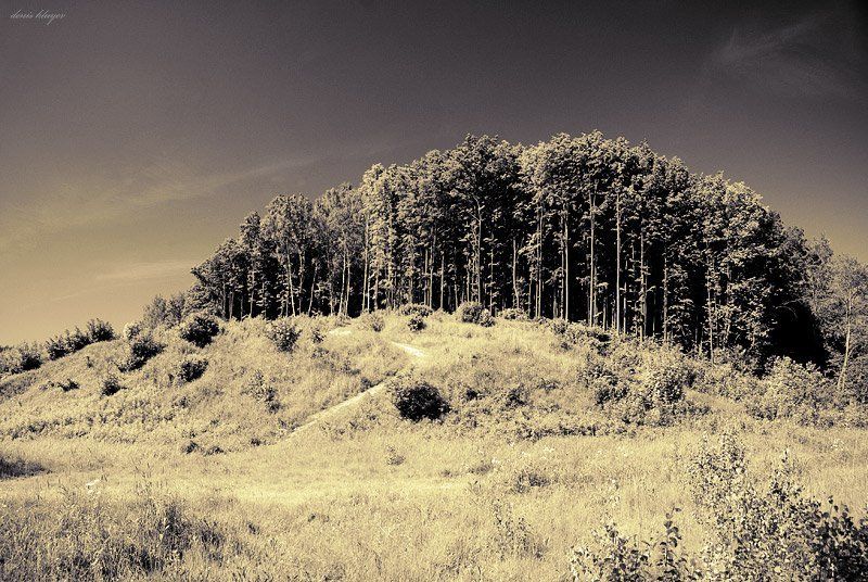 Лес фото превью