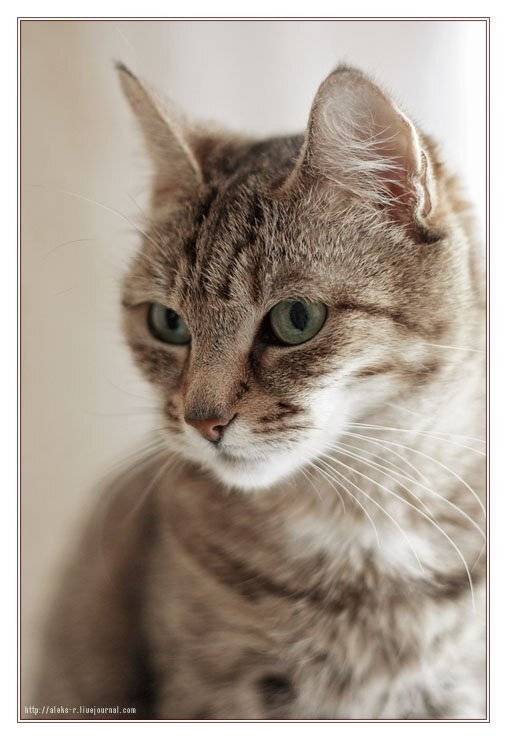 , Александр Рогачёв