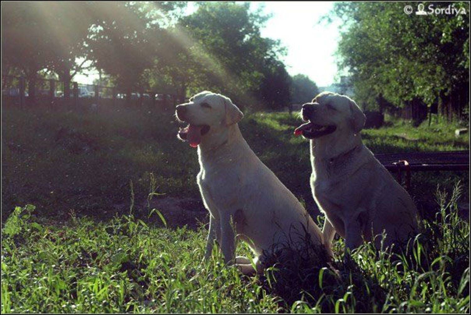 собаки, лабрадоры, солнечные, Энси