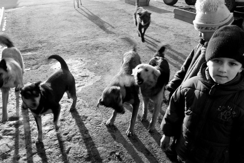 * среди псов фото превью