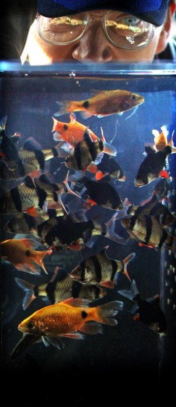 рыбки, аквариум, мужчина АКВАРИУМ фото превью