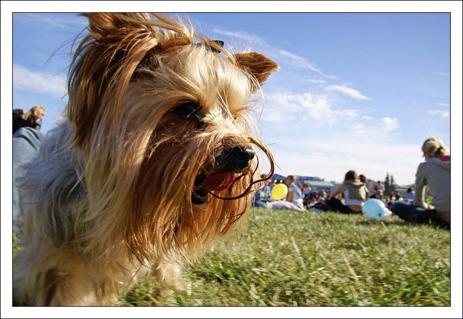 йоркширский терьер, собака, джаз, jouris