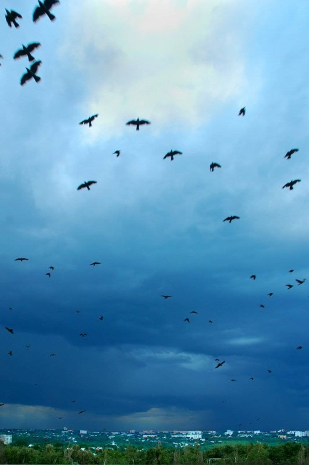 тучи, птицы, курск,затишье перед грозой, 7.06.07, Владимир Разумов