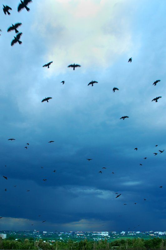 тучи, птицы, курск,затишье перед грозой, 7.06.07 Перед грозой фото превью