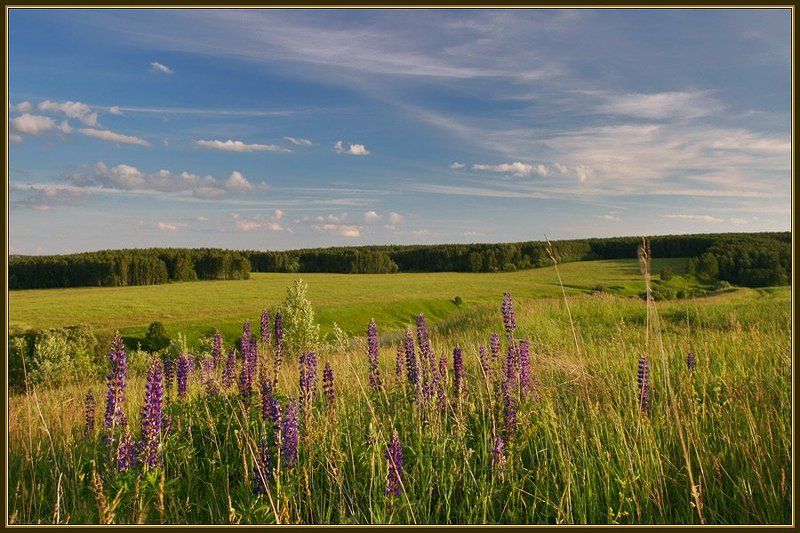 лето, поля, облака, цветы К вечеру.... фото превью