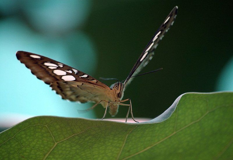 Ура, лето! фото превью
