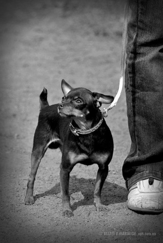 собака, прогулка, монстр, той терьер, ч/б, чб, жанр, юмор Прогулка в парке без дога... фото превью
