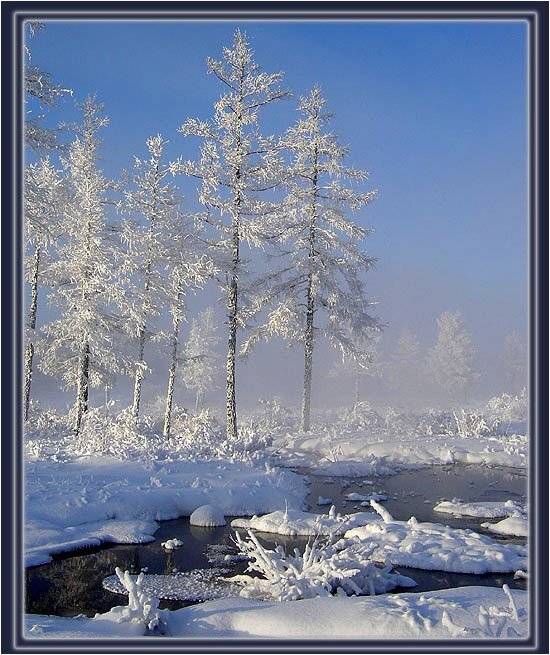 тайга,якутия,зима,природа, Солодухин Виктор