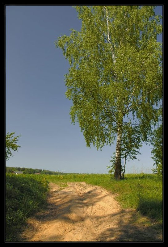 лето, зелень, жара, береза *** фото превью