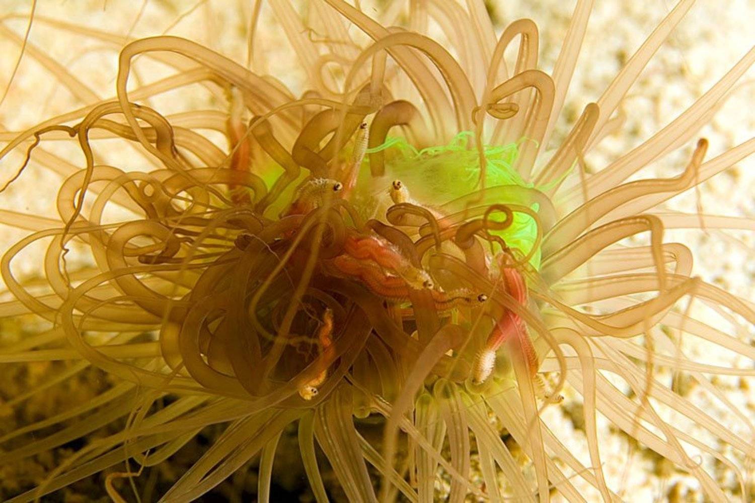 amphinomidae, pherecardia, striata, актиния, подводное, фото, дайвинг, Boris_Romanov