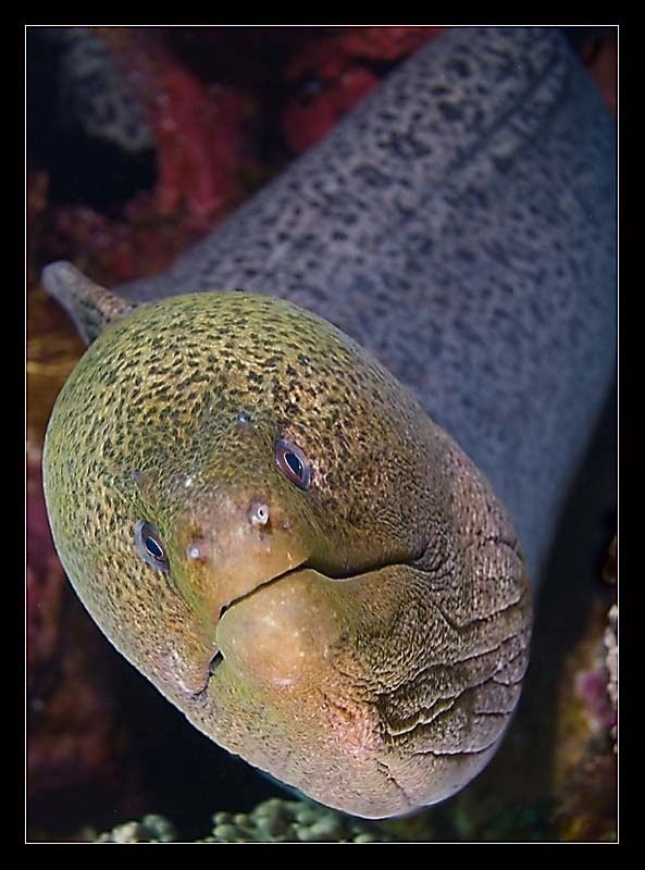 зайцев, мурена, красное море Бревно с глазами фото превью