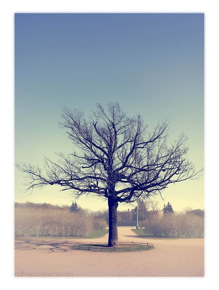 питер, марсово поле, дерево, Егор