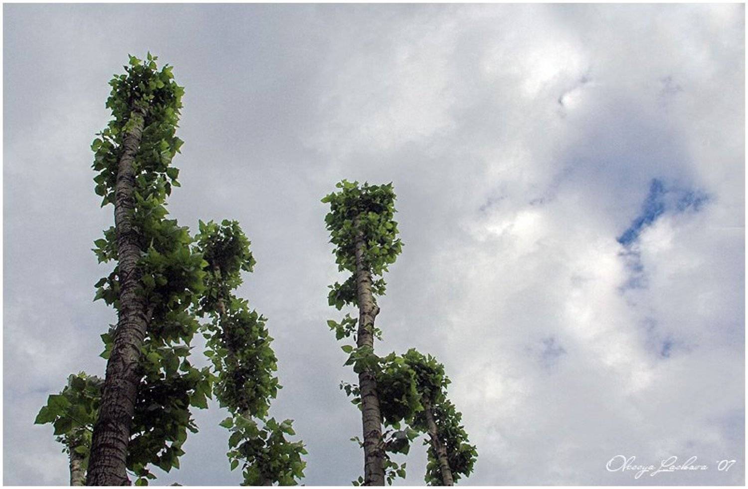 тополь, двое, Олеся Ласкова