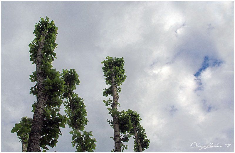 тополь, двое когда вдвоем по городу фото превью