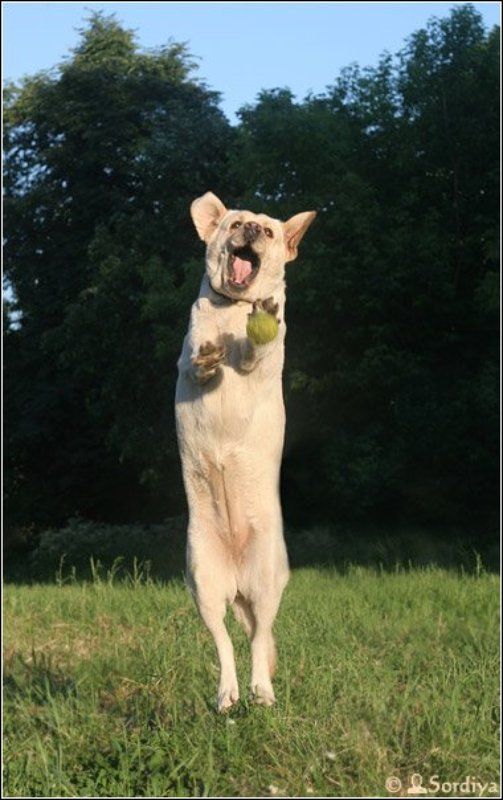 лабрадор, собака про Лабролет) фото превью