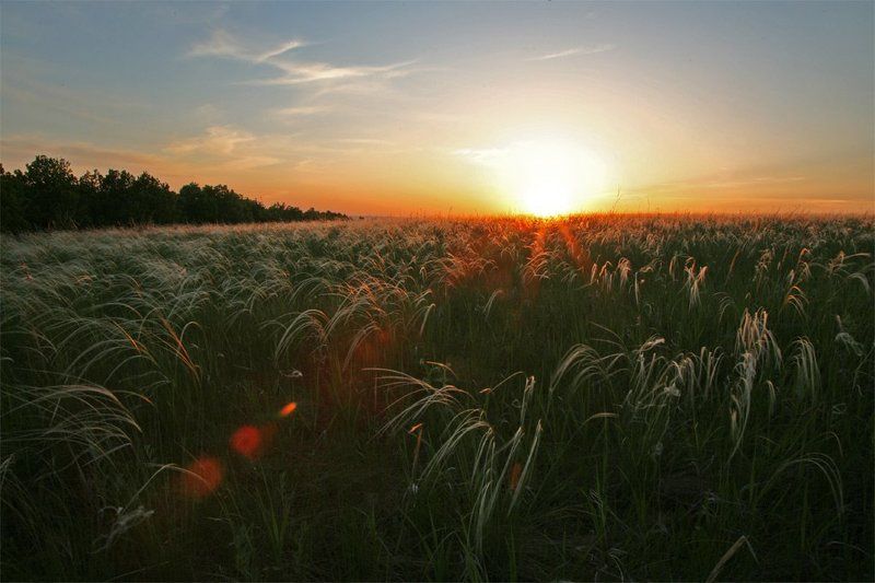 кавыль, поле, закат *** фото превью
