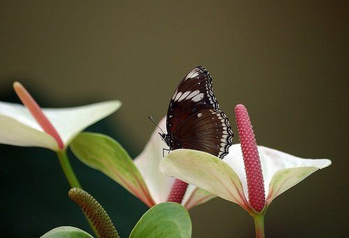 Послеполуденный сон