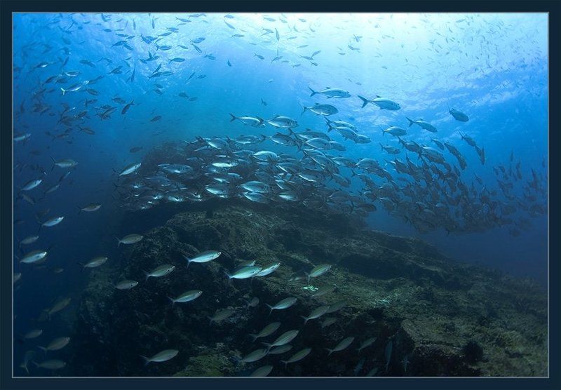 море рыбки Косяк фото превью
