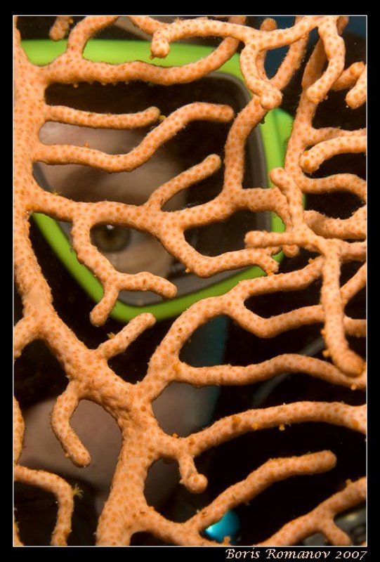 дайвинг гаргонария подводный портрет Твой взгляд фото превью