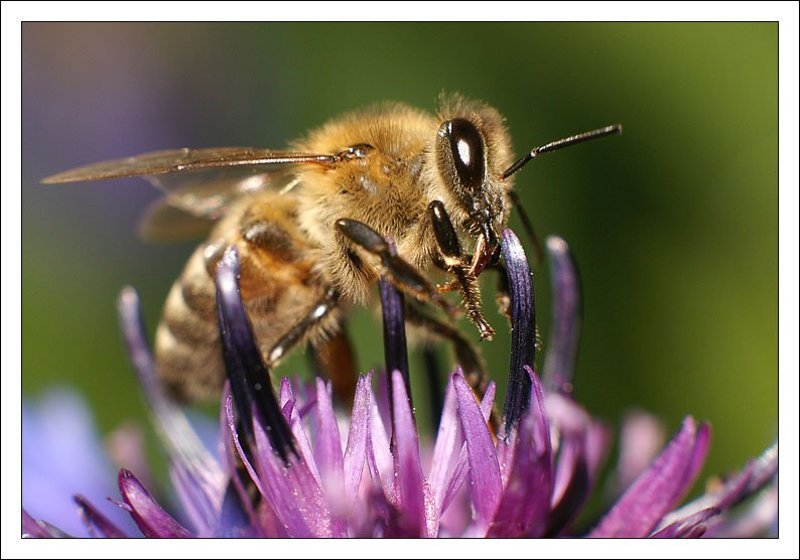 макро, пчела,цветок,макромир За секунду до взлета фото превью