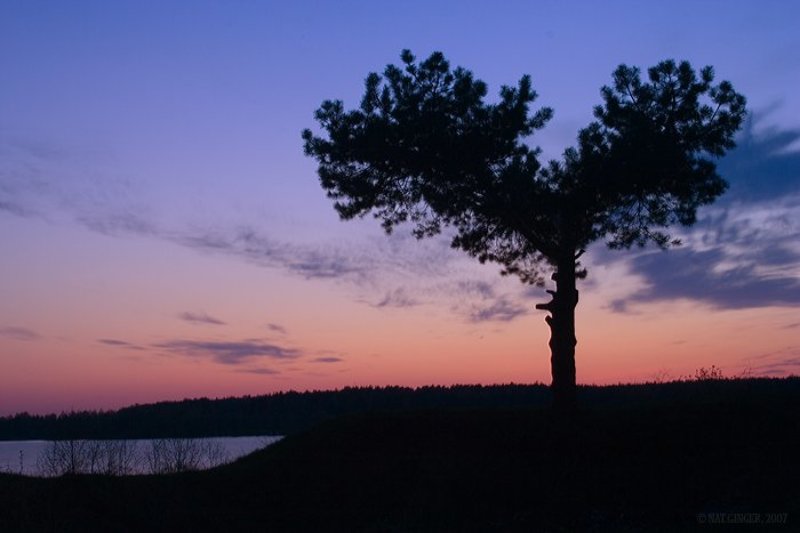 дерево, сердце, закат, вода Сердце фото превью
