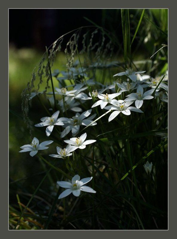 Мерцание звезд фото превью