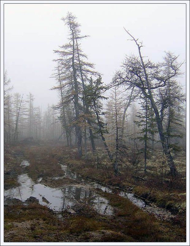 тайга,туман,утро,якутия Утро туманное фото превью