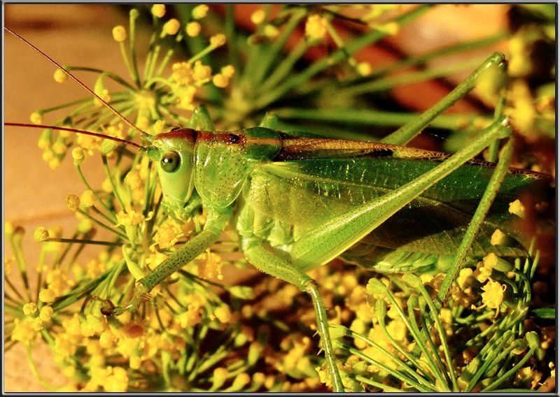 насекомые, макро, саранча Будешь мешать, забодаю... фото превью