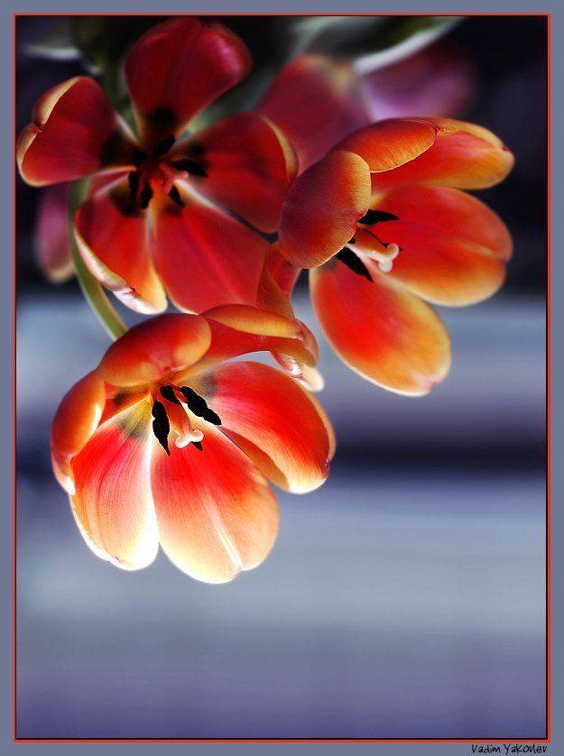 тюльпаны, VDM