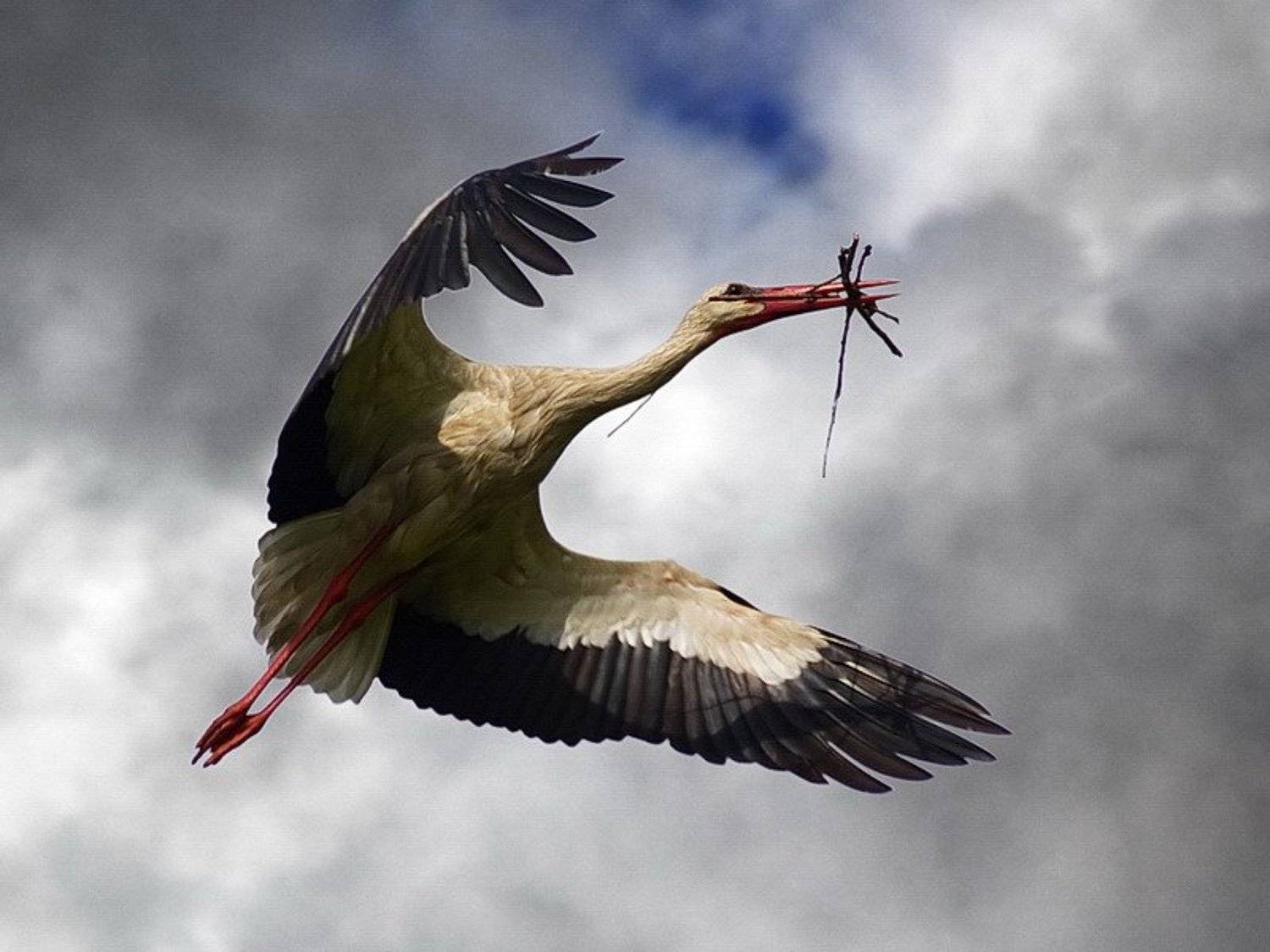 , Венцель Александр