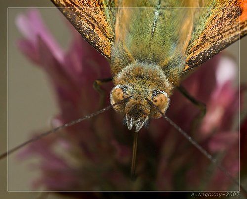 Портрет румяной дамы =)