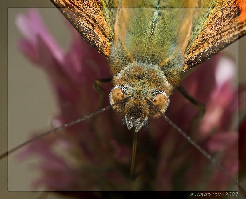 бабочка, репейница, чертополоховка, cynthia vanessa cardui, painted lady Портрет румяной дамы =) фото превью