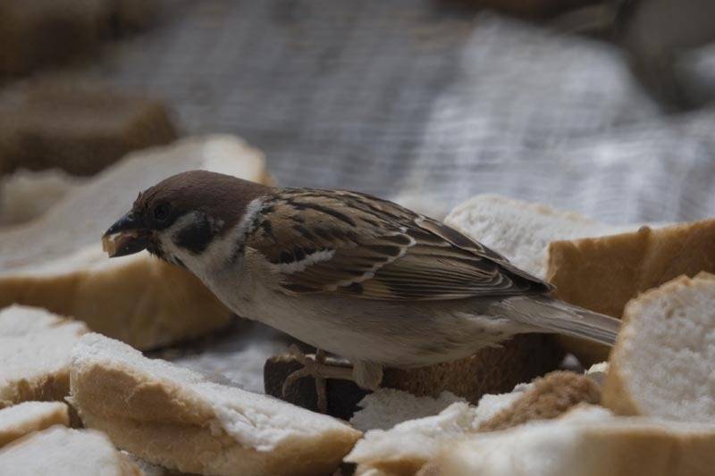 воробей, вольные, хлеба, Vincent